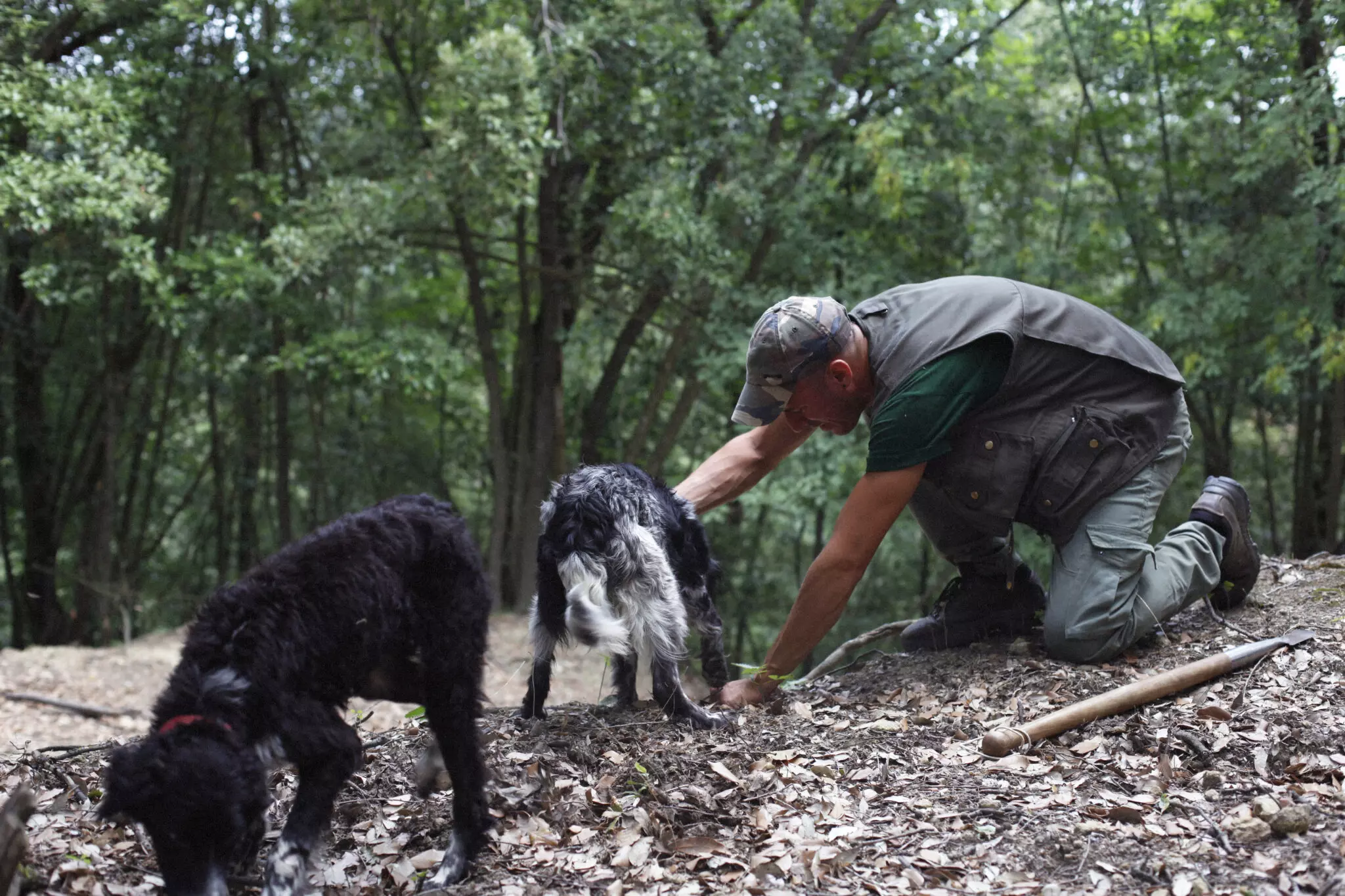 Truffle Hunting experience