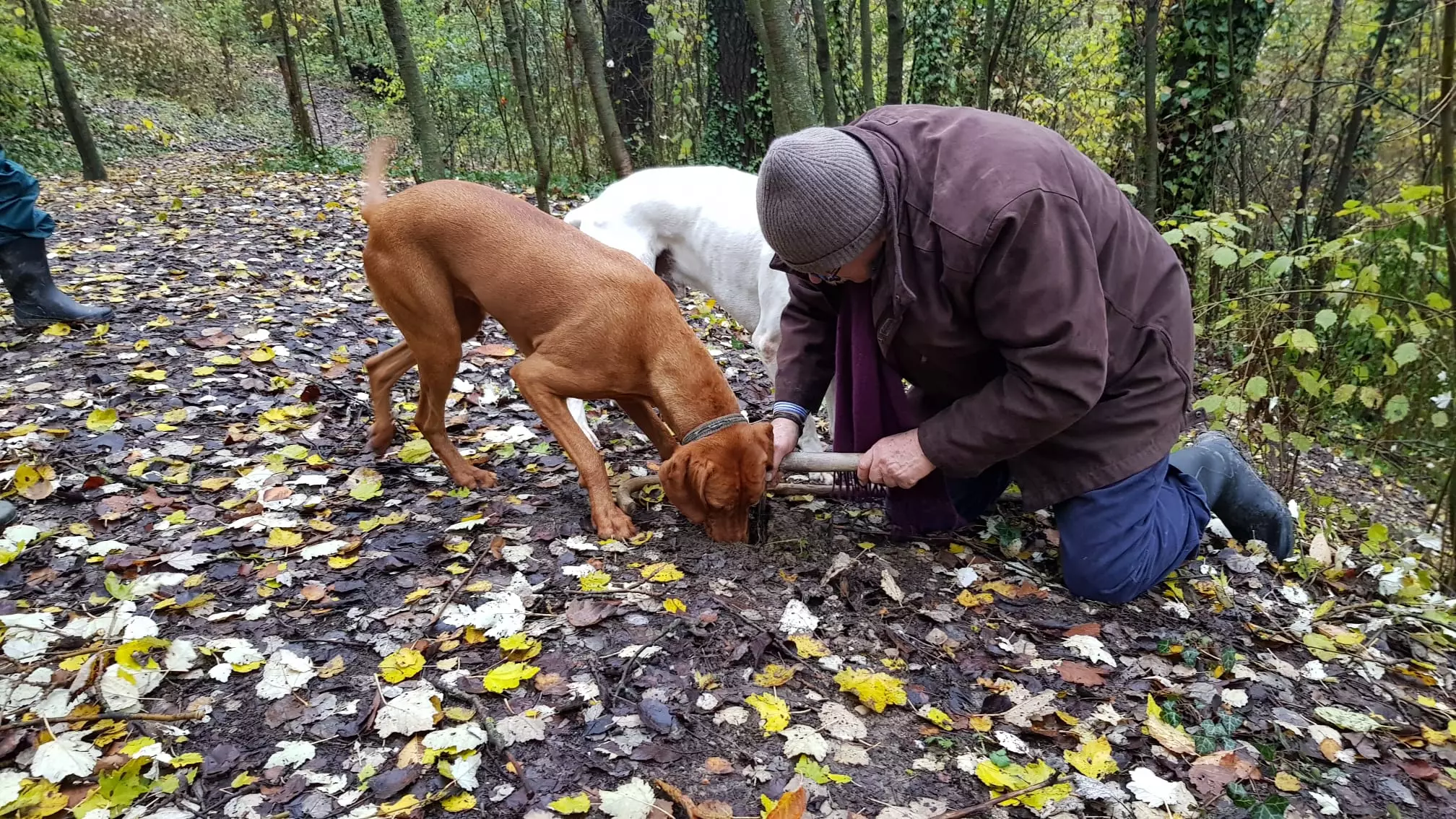truffle hunting