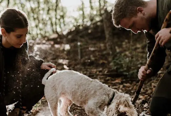Truffle Hunting