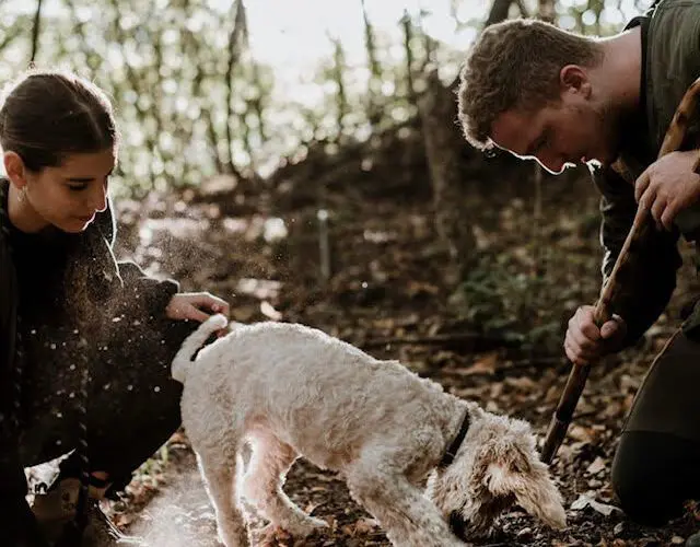 Truffle Hunting