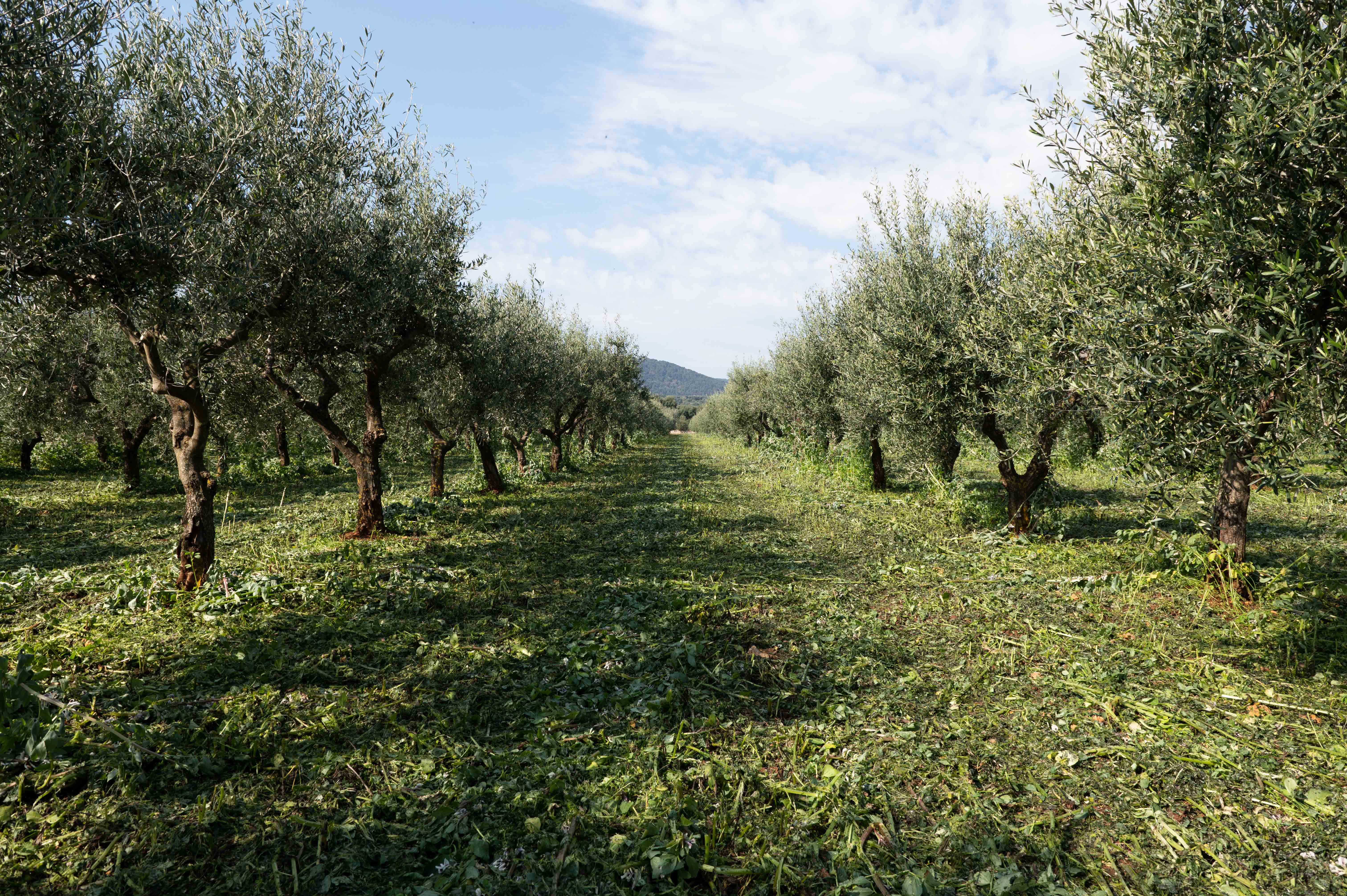 CAFFÈ VERGNANO - Nest Italy